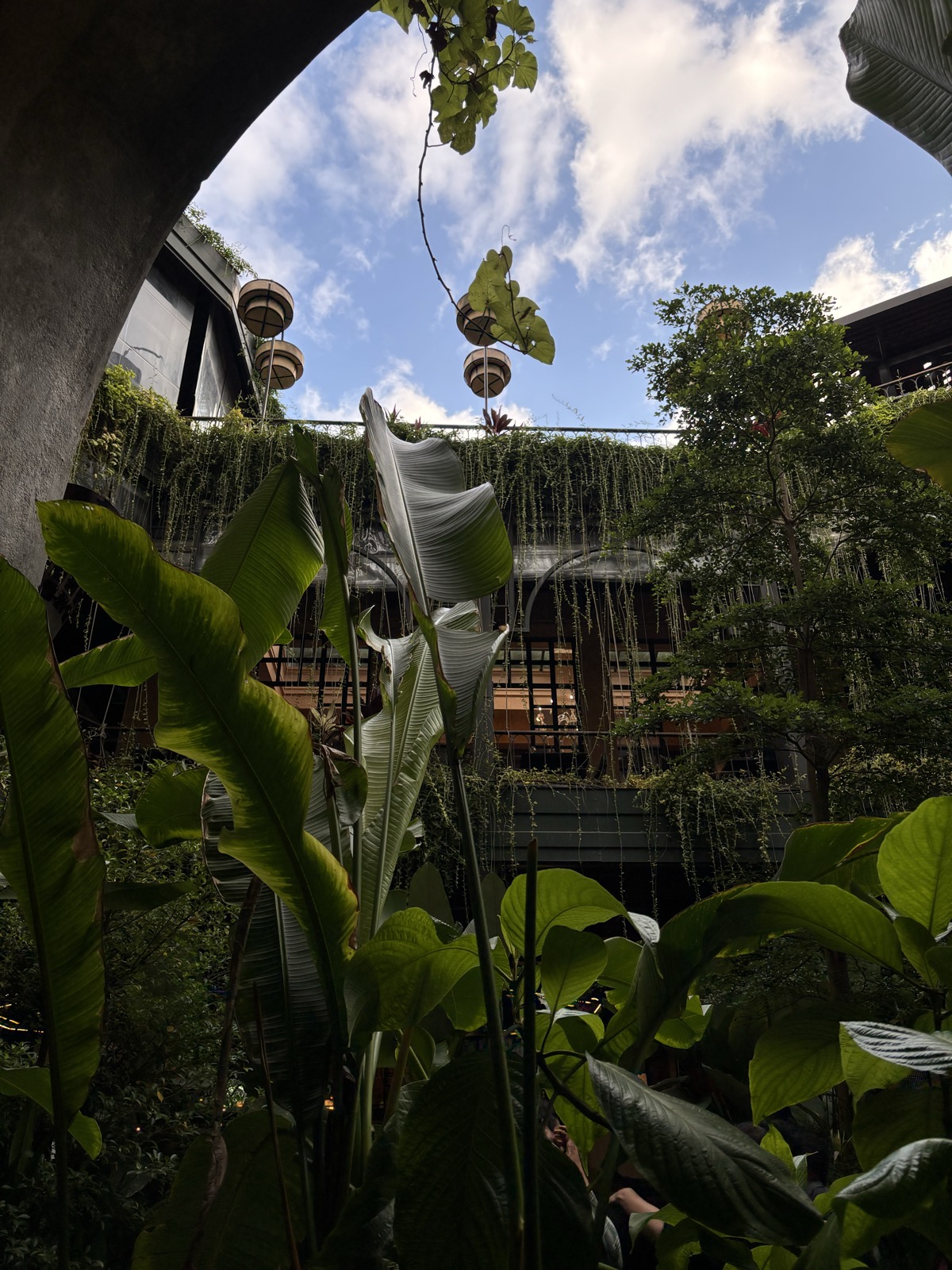 A plant-draped courtyard café seen from below, banana leaves rising against a bright sky